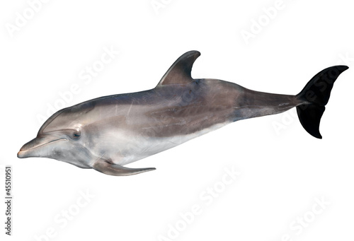 isolated on white grey doplhin Tableau sur Toile
