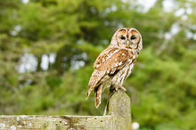 Tawny Owl On Fence