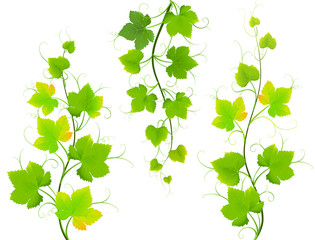 Wall Mural - Grape leaves. Vector EPS8