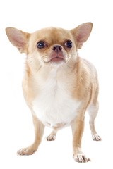 Canvas Print - fat chihuahua