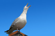 Squawking Seagull On Rooftop Beak Wide Open.