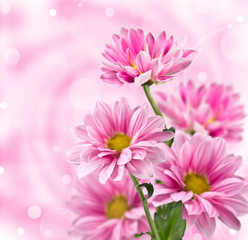 Plakat chryzantema gerbera bukiet stokrotka kwiat