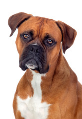 Wall Mural - Beautiful Boxer dog