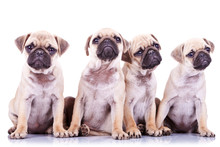 Four Precious Pug Puppy Dogs