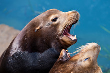 California Seal In Morro Bay, California, USA