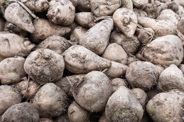 Poster - Close-up of a heap of sugar beets