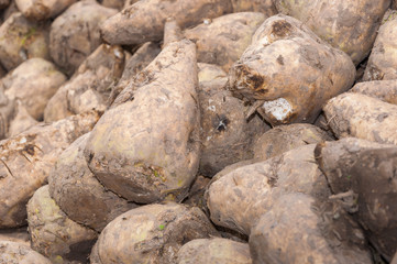 Poster - Close-up of a heap of sugar beets