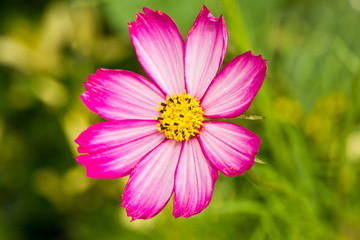 pink cosmos