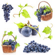 Dark grapes with leaves in a wicker basket, Isolated on white