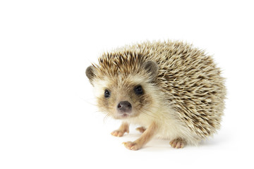 hedgehog (erinaceus albiventris) isolated on white background.