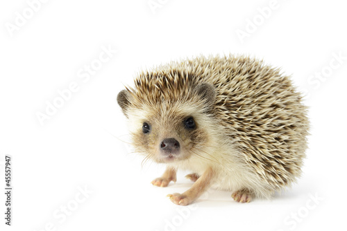 Cuadros en Lienzo Hedgehog (erinaceus albiventris) isolated on white background.