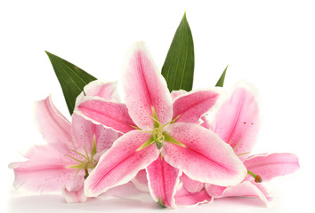 Wall Mural - beautiful pink lily, isolated on white