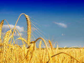 Poster - Wheat field against a blue sky