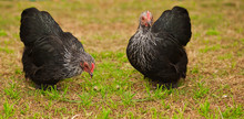 Live Animals Free Range Chicken Bantam Hens