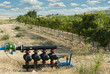 Water pumps for irrigation of vineyards