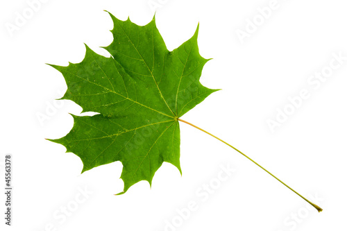 Fotografie, Obraz High Resolution green leaf of maple tree isolated on white