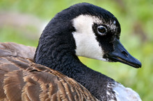 Profile Portrait Canada Goose (Branta Canadensis)