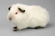 young Himalayan US-Teddy guinea pig in profile