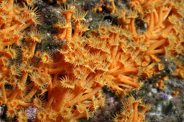 margherite di mare parazoantos