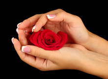 Red Rose With Woman's Hands On Black Background