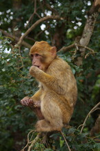 Macaque De Barbarie