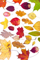 Wall Mural - many deciduous autumn leaves