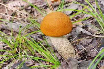 Wall Mural - Rotkappe - red cap mushroom 11