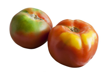 Tomatoes on white