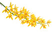 Yellow Dendrobium Orchid on White Background