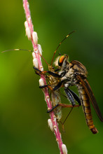 Robber Fly Praying Side View