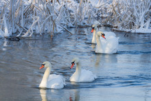 White Swans In The River At Cold Winter