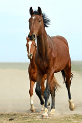 Obraz na płótnie galopujący ssak grzywa koń zwierzę