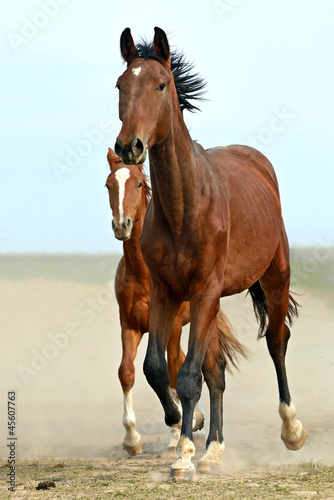 Naklejka dekoracyjna Horse