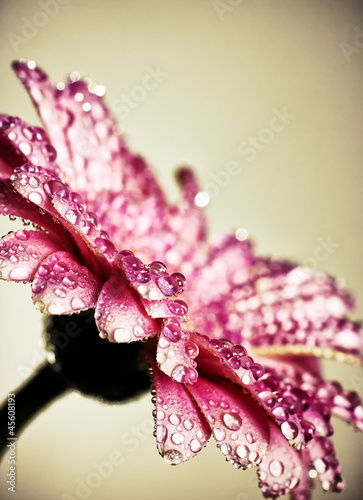 Obraz w ramie Gerbera.