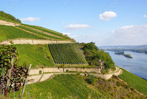 Foto-Flächenvorhang ohne Schienensystem - Weinberge am Rhein - Vineyard at rhine river (von DOC RABE Media)