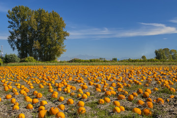 Pumpkin field