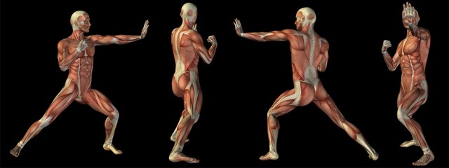 Wall Mural - High resolution conceptual human 3D anatomy body with muscle