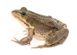 Green frog isolated