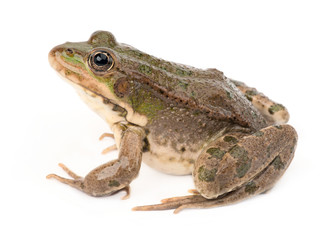 green frog isolated