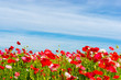 © Fotosenmeer.nl - growing the poppy