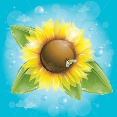 Wall Mural - Beautiful sunflower and green leaves against blue sky