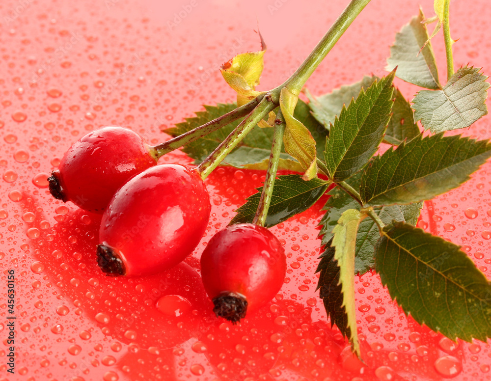 ripe hip roses on branch with leaves on red background
