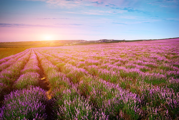 Meadow of lavender