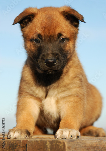 Chiot Berger Belge Malinois Stock Photo Adobe Stock