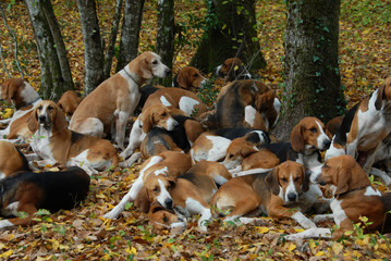 meute de chasse a cour