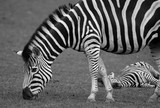 Fototapeta Konie - Black and white shot of Zebra in safari.
