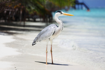 Wall Mural - Stork on the ocean