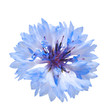 Blue cornflower isolated on the white background.