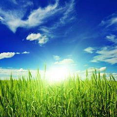 Wall Mural - sunrise on a spring wheat field