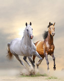 Fototapeta Konie - horses in dust